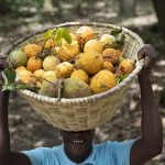 ig-madd-casamance-senegal