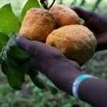 madd-de-casamance